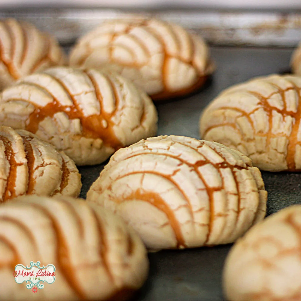conchas pan dulce